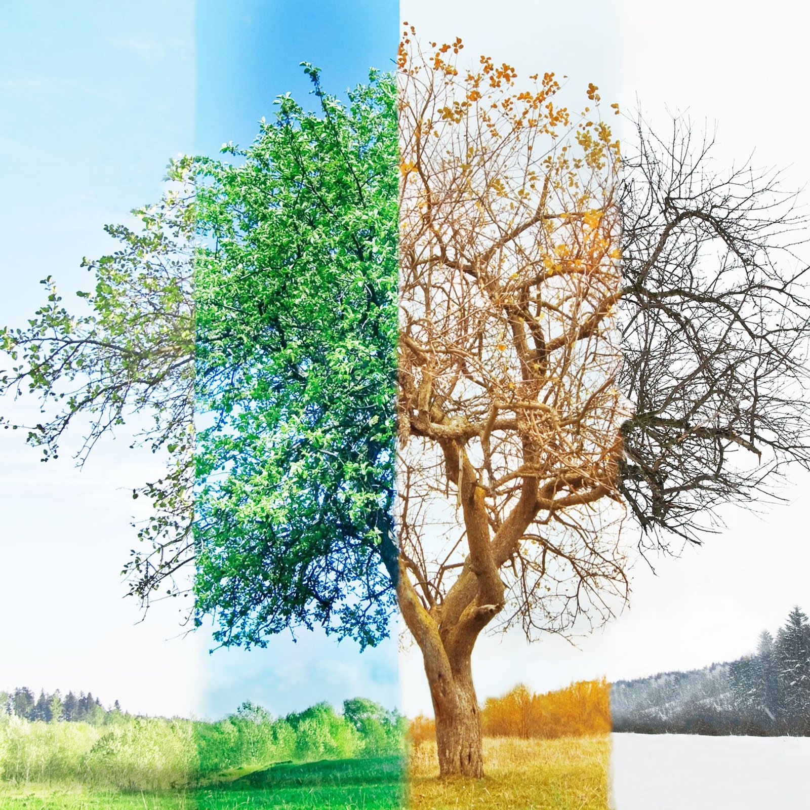 four seasons